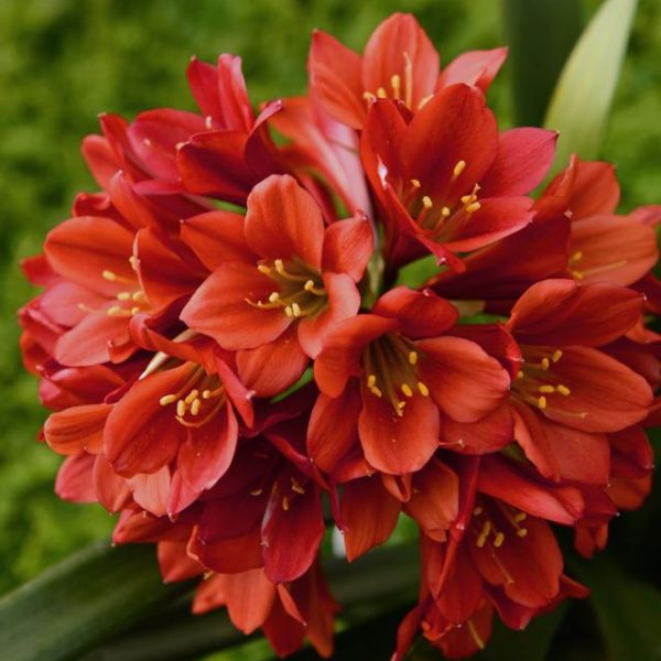 Exotic Ginger & Orchid Bouquet