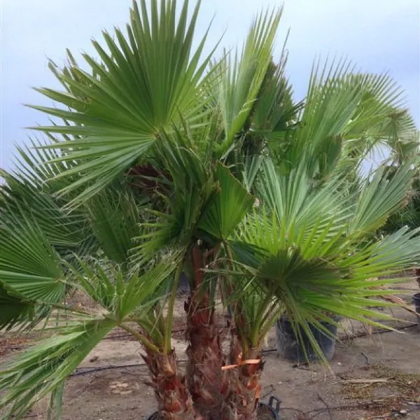Rosemary & Lavender Sprigs - Image 3