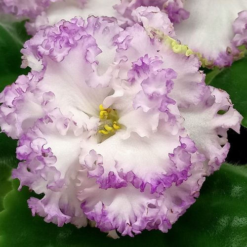 Peach & Coral Blossom Bouquet