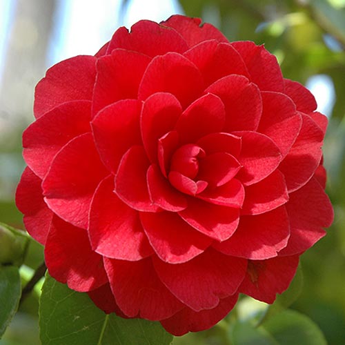 Sunshine Gerbera Daisy Bouquet - Image 2