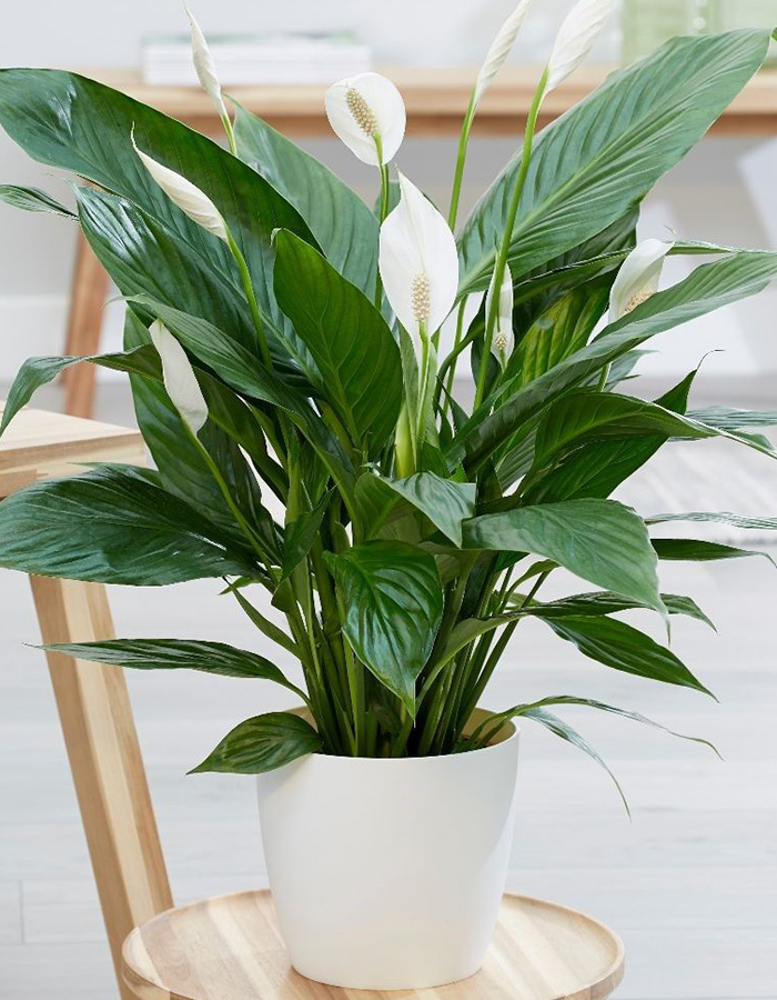 Lush Garden - Image 4