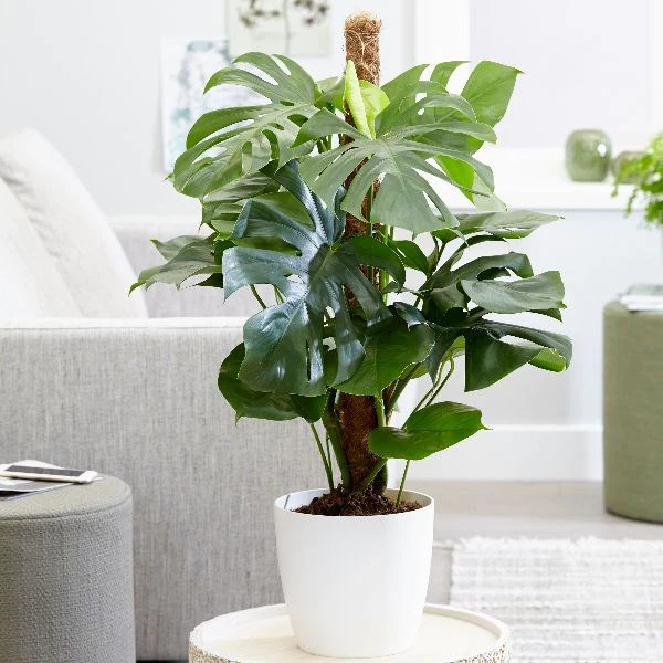 Tropical Delight - Image 4